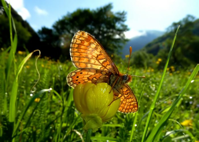 Farfalle della Val Nerina (e dintorni)